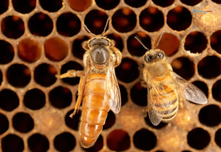 Ana Arı Yetiştiriciliği Eğitimi